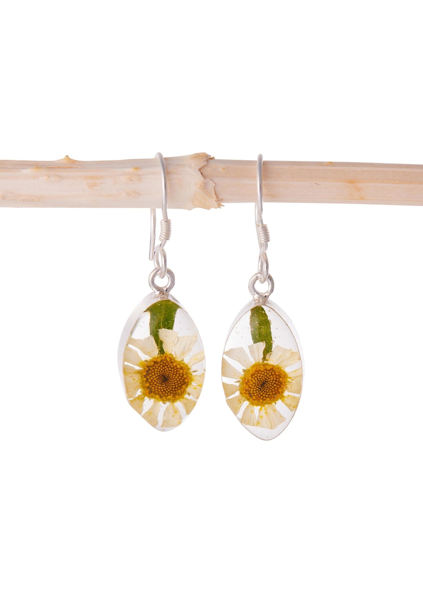 Marquise Earrings with Real Daisy Flower